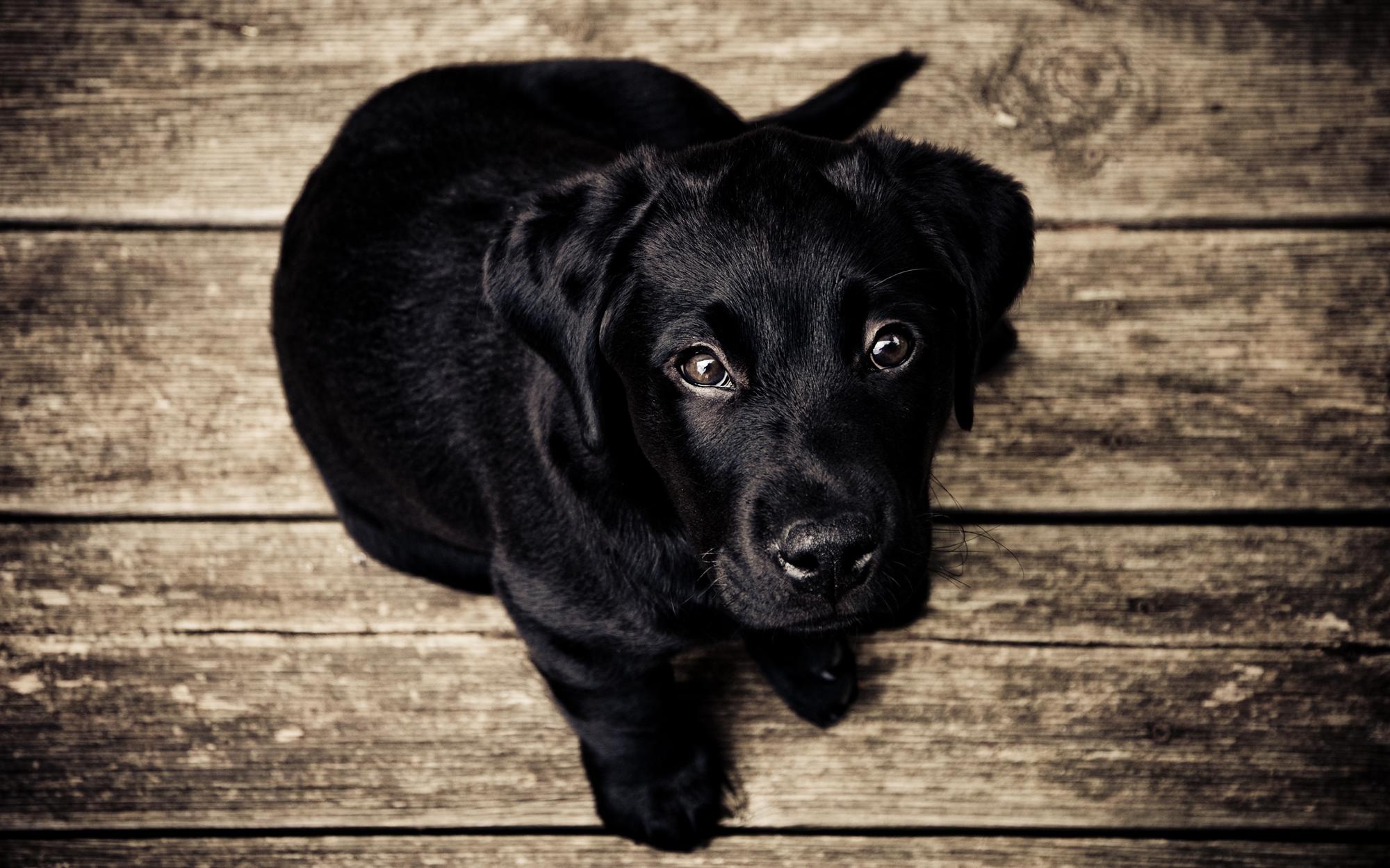 A dog.